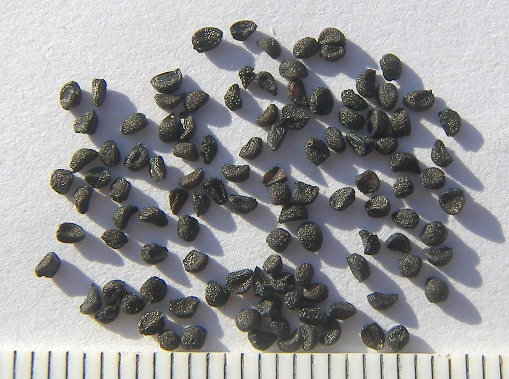 Image of Acis roseus specimen.