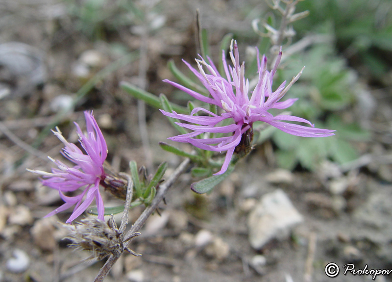 Изображение особи Centaurea lavrenkoana.