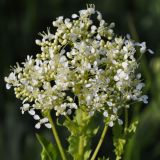 Cardaria draba