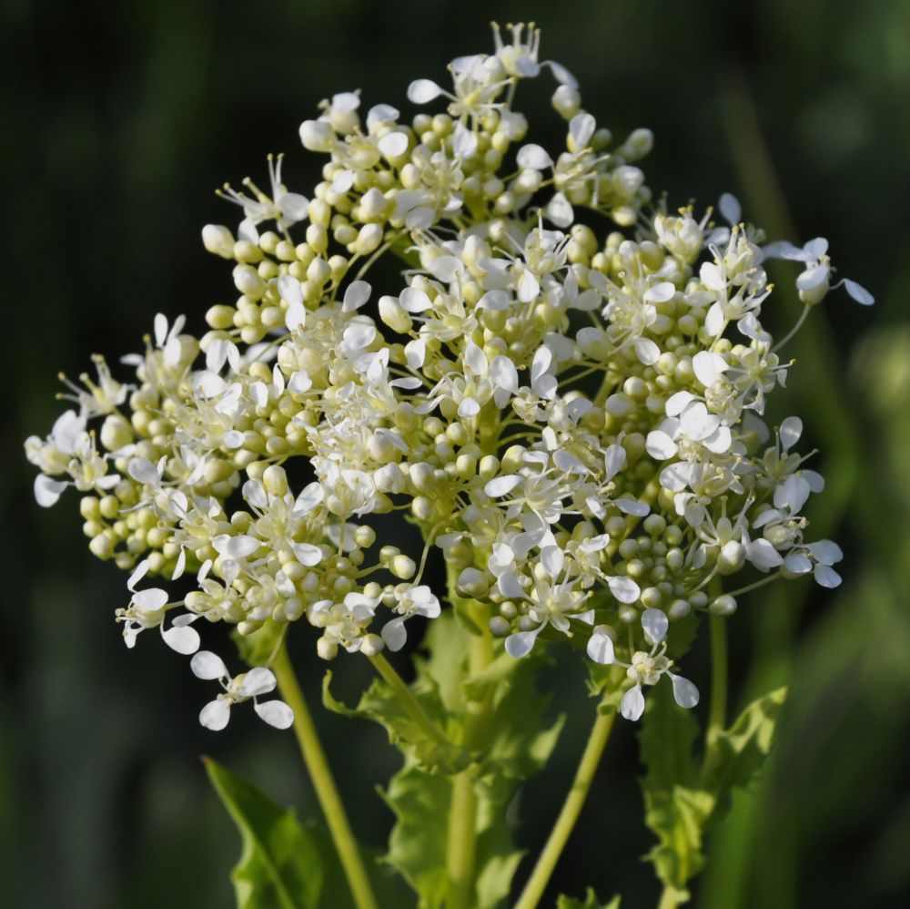 Image of Cardaria draba specimen.