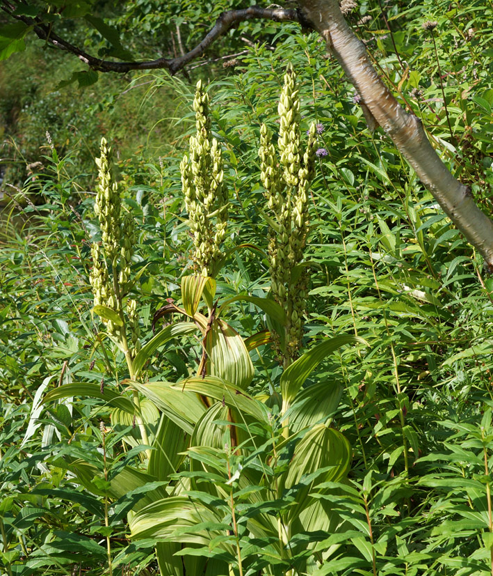 Изображение особи Veratrum oxysepalum.