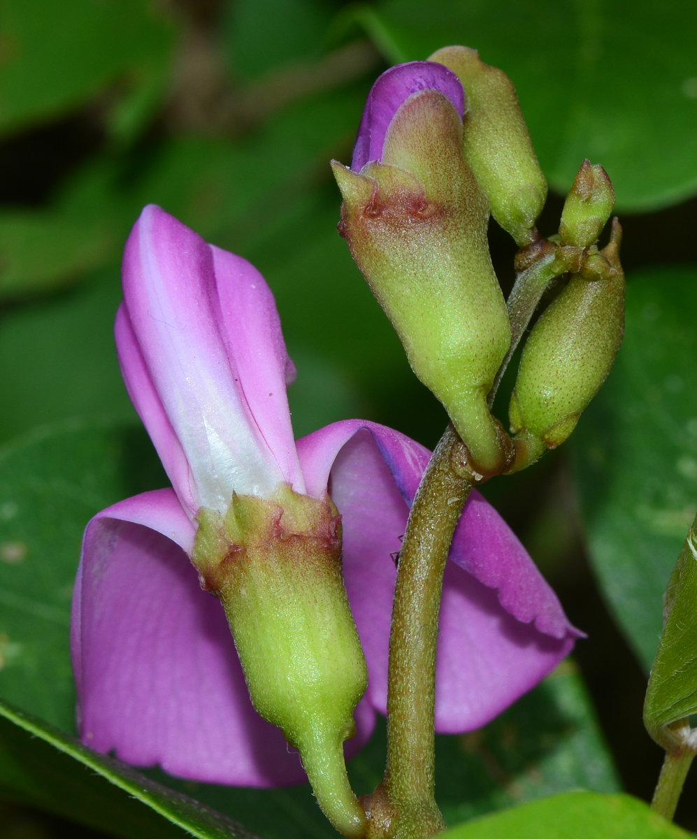 Image of Canavalia maritima specimen.