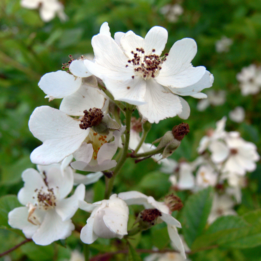 Image of Rosa multiflora specimen.