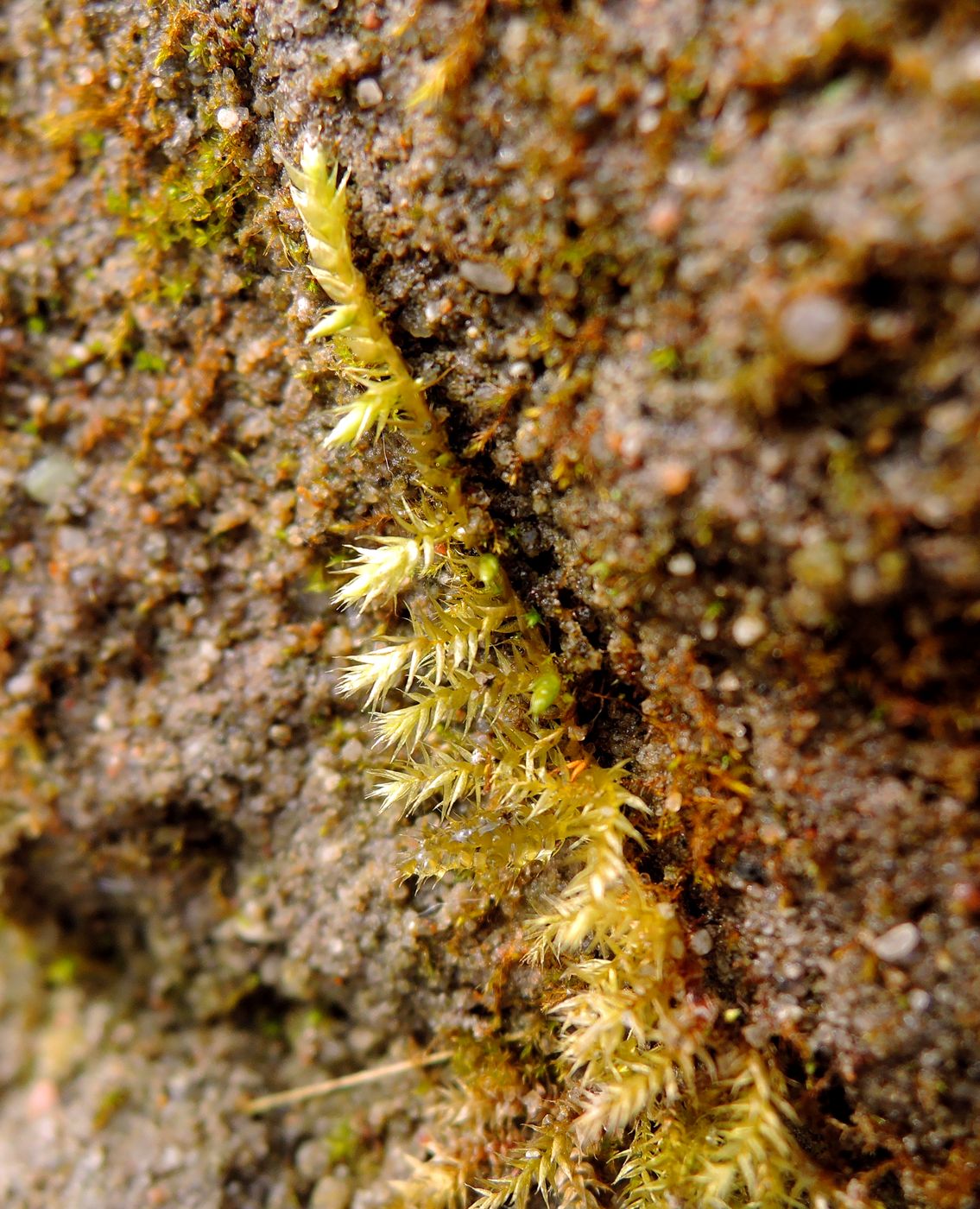 Image of genus Brachythecium specimen.