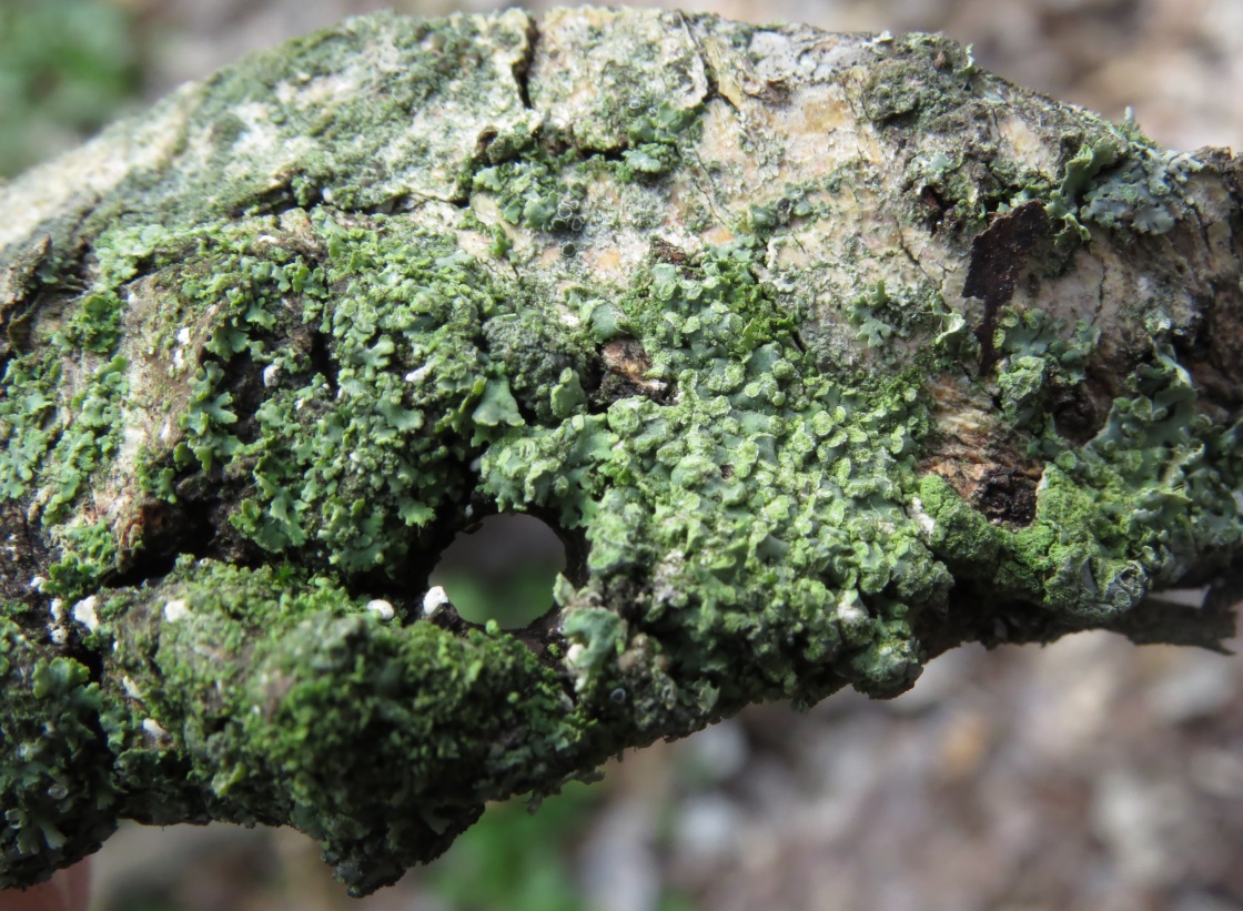 Image of familia Physciaceae specimen.