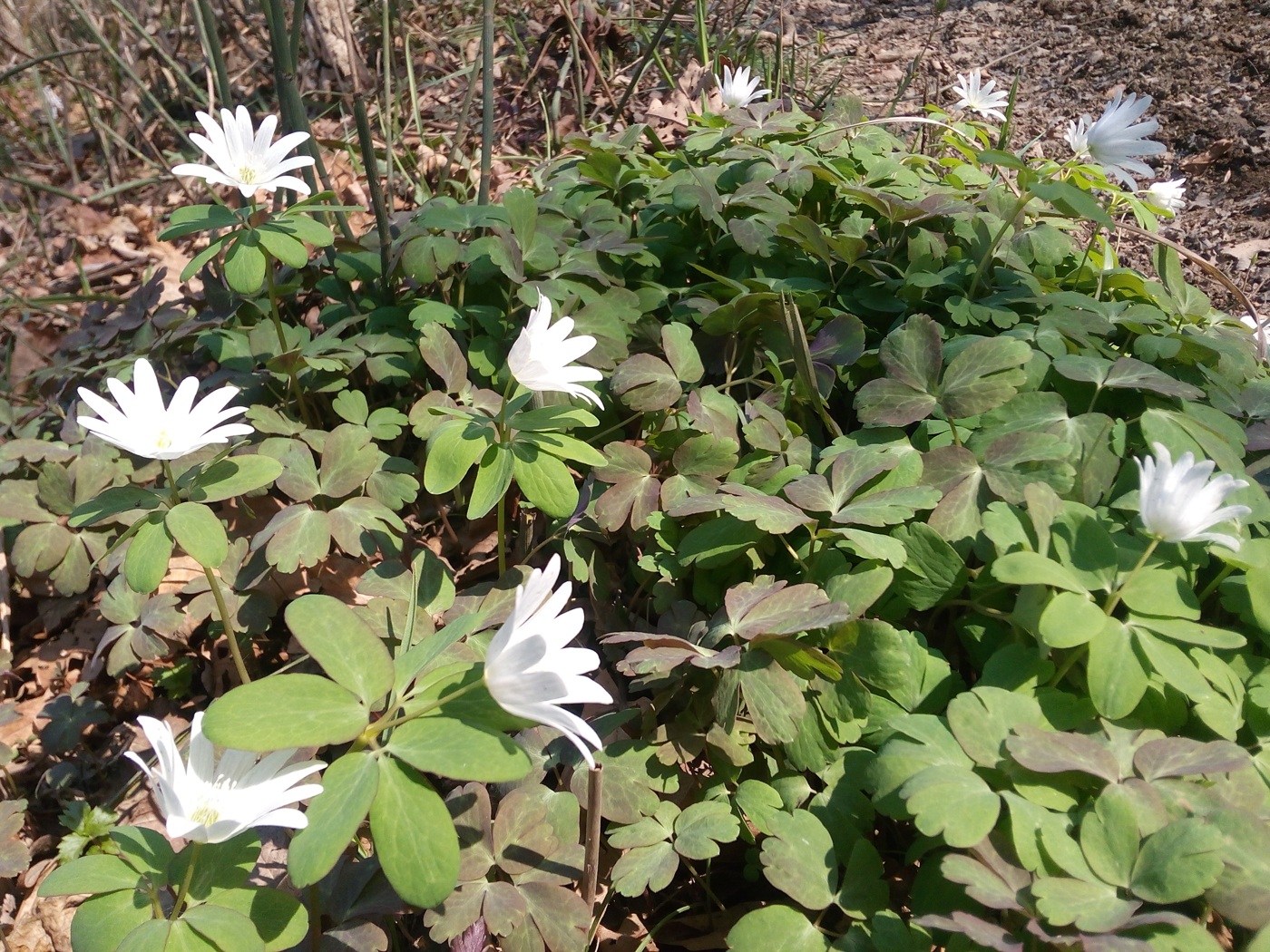 Image of Anemone raddeana specimen.