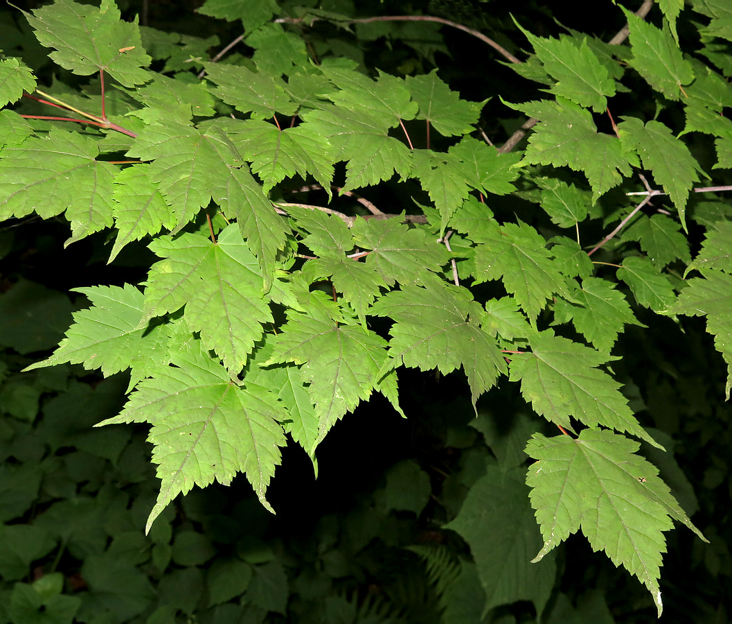 Image of Acer barbinerve specimen.