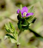 Legousia hybrida