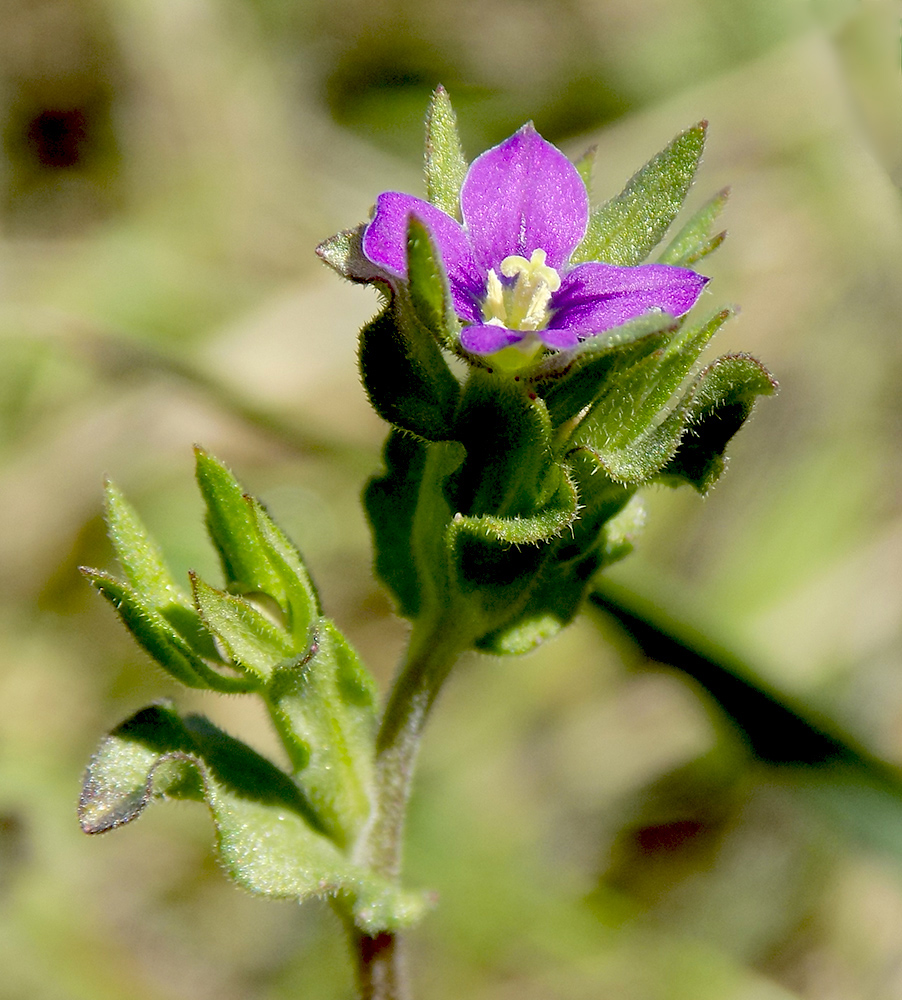 Изображение особи Legousia hybrida.