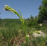 Arabis sagittata