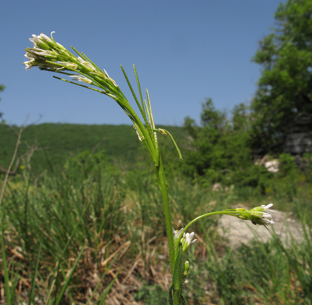 Image of Arabis sagittata specimen.