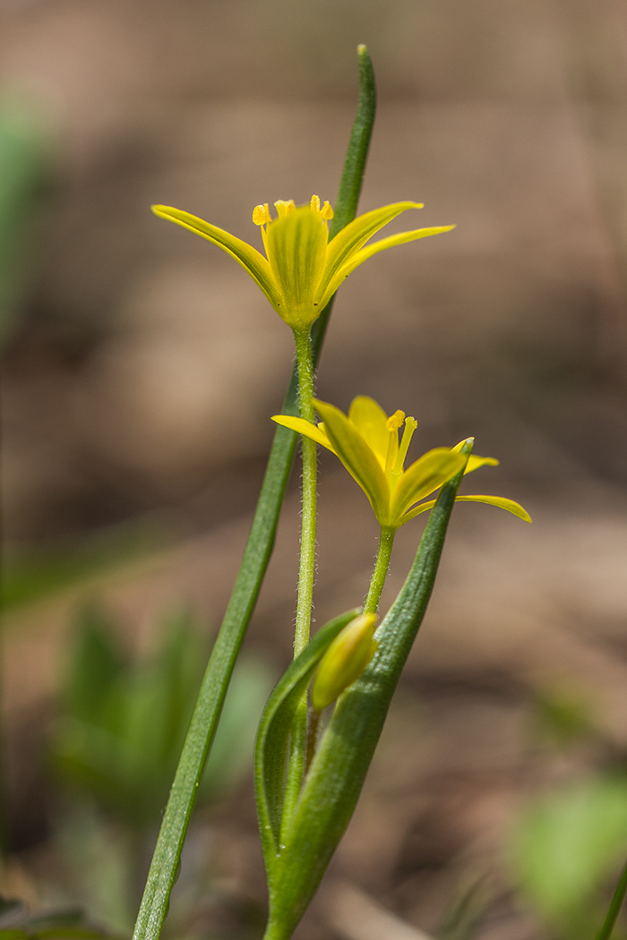 Image of Gagea sulfurea specimen.