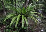 Asplenium nidus