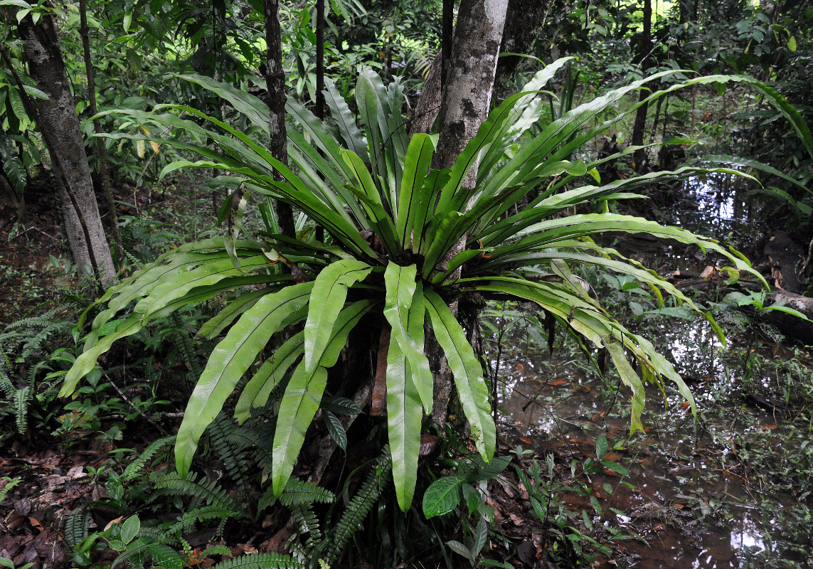 Image of Asplenium nidus specimen.