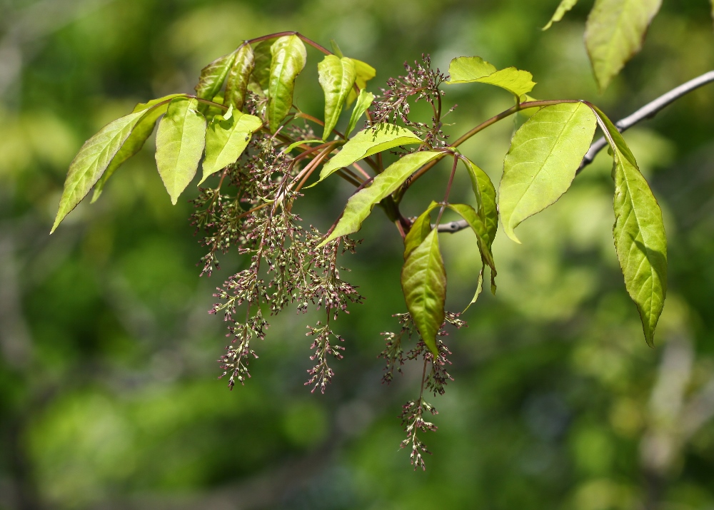 Image of Fraxinus rhynchophylla specimen.