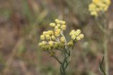 Helichrysum arenarium. Соцветие. Ростовская обл., Цимлянский р-н, пос. Дубравный, сосновые посадки на песке. 15.06.2015.