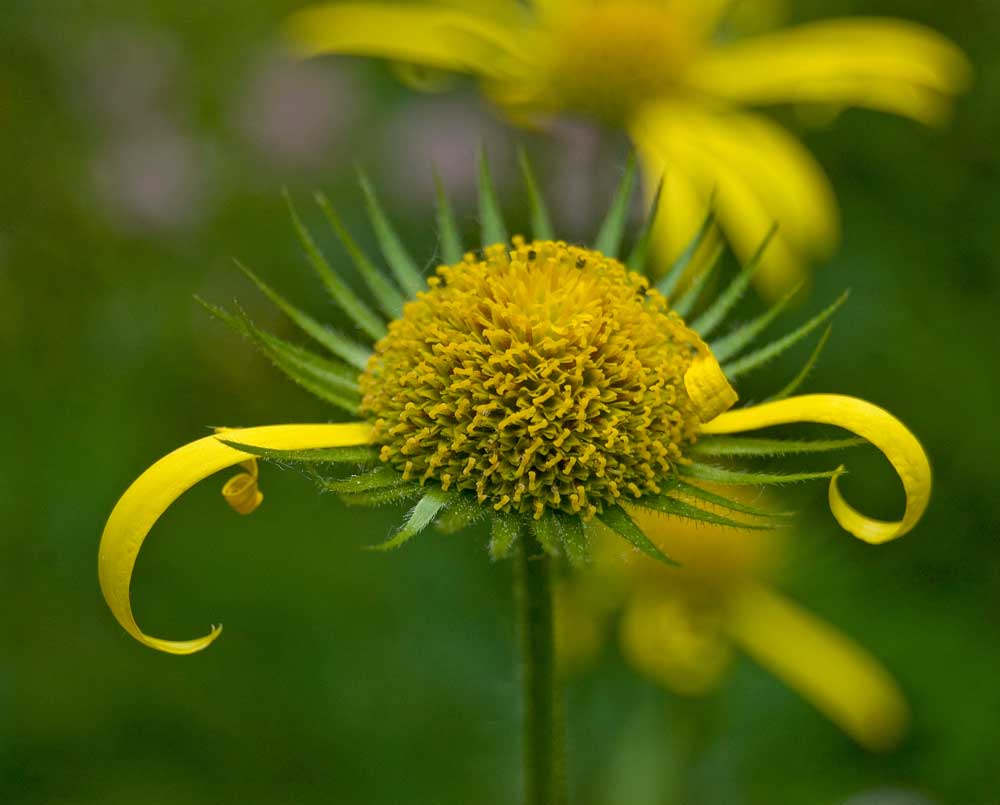 Изображение особи Doronicum pardalianches.