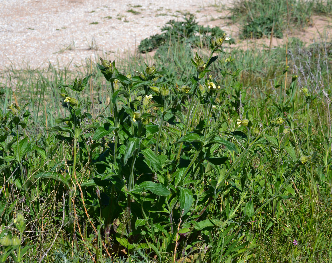 Image of Melandrium latifolium specimen.