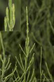 Equisetum