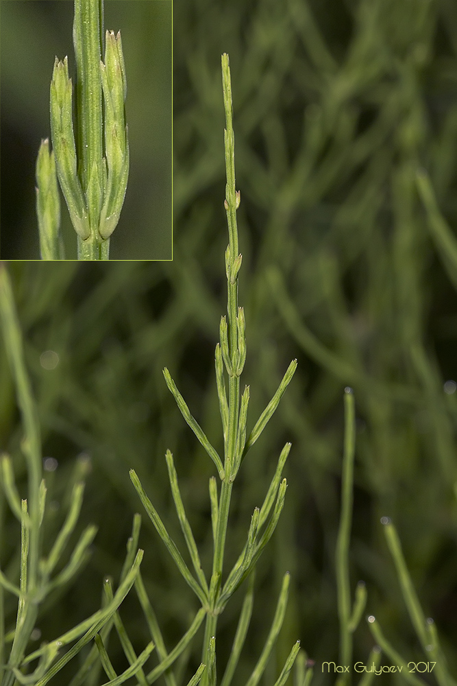 Image of genus Equisetum specimen.