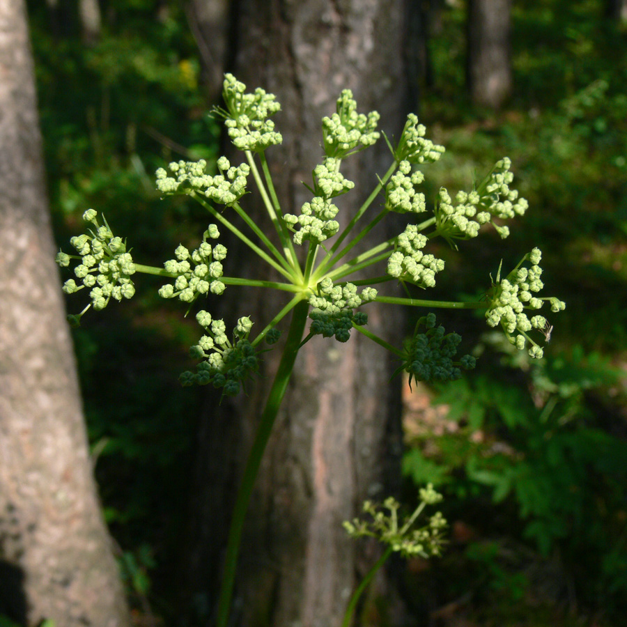 Изображение особи Pimpinella saxifraga.