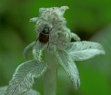 Stachys byzantina