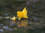 Utricularia &times; neglecta