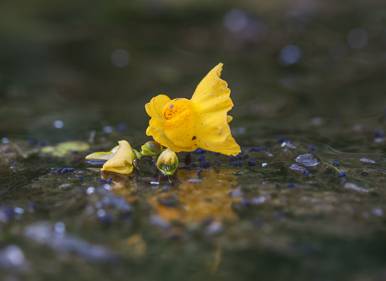 Изображение особи Utricularia australis.