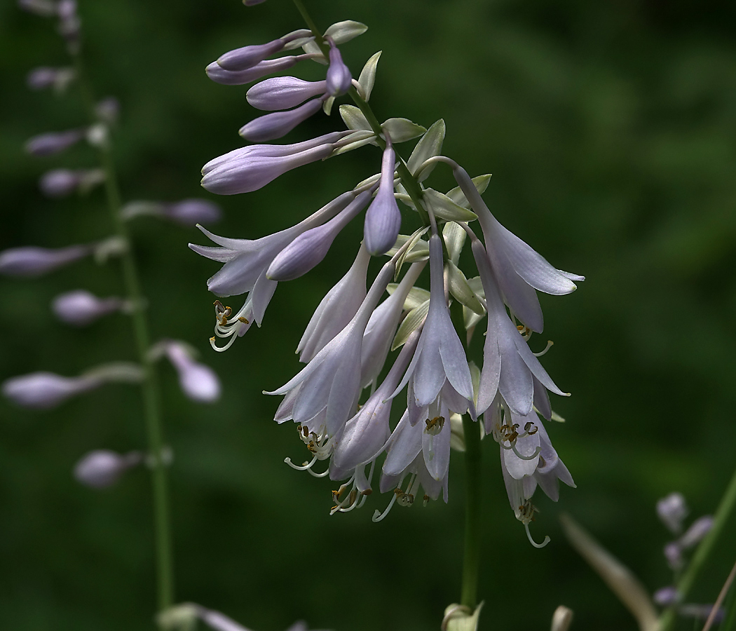 Изображение особи Hosta albomarginata.