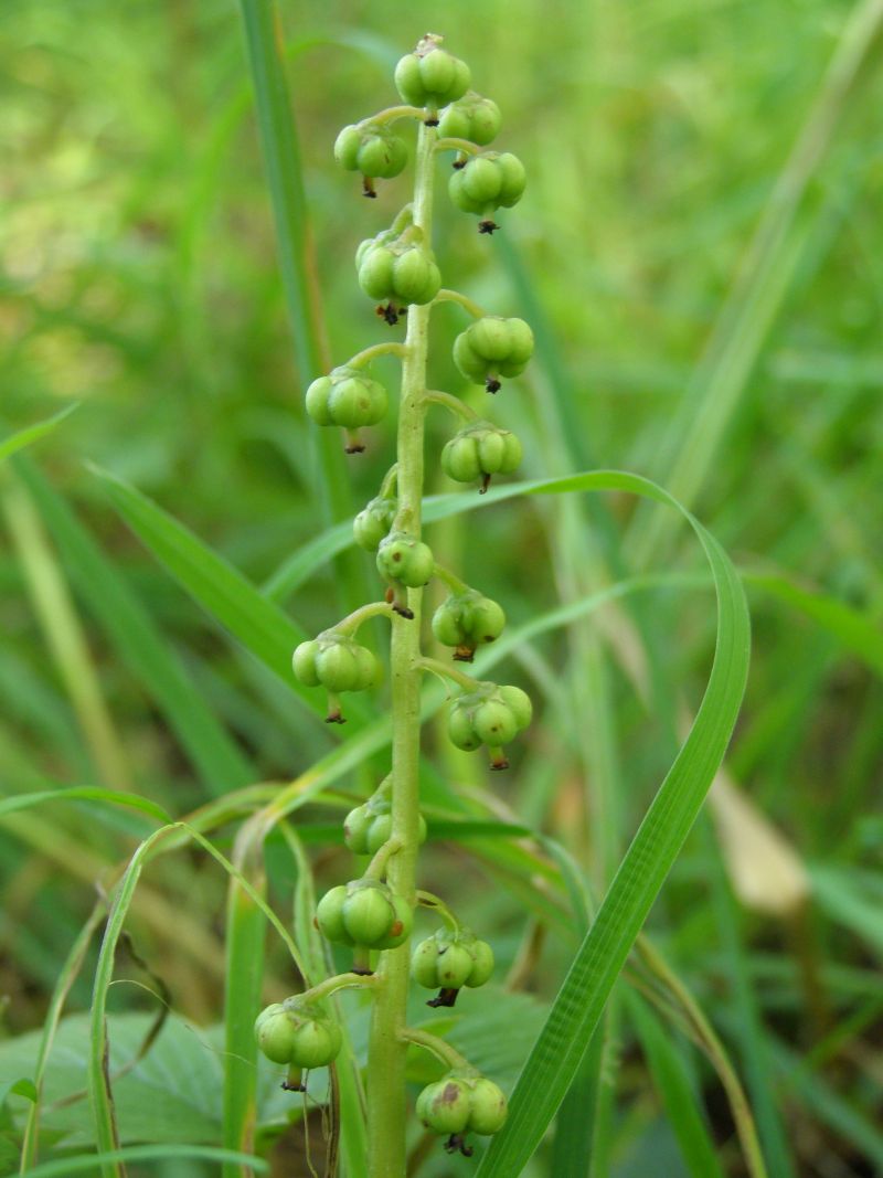 Image of Pyrola minor specimen.
