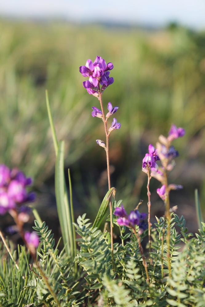 Image of Oxytropis filiformis specimen.