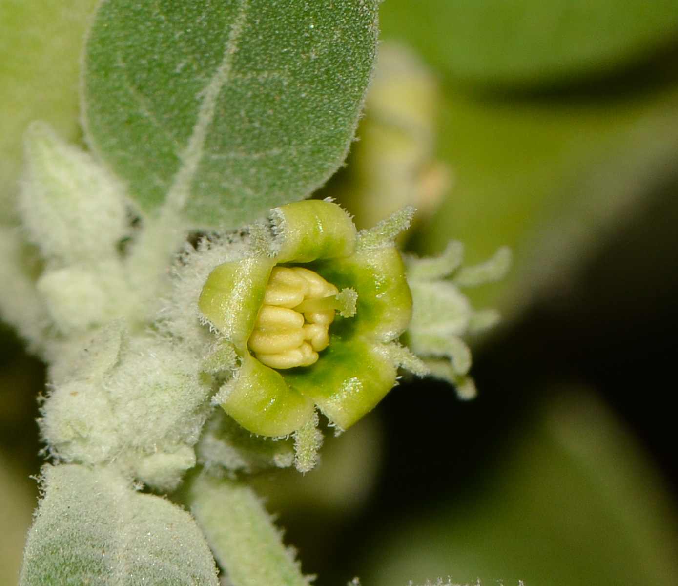 Image of Withania somnifera specimen.