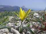 Tulipa sylvestris