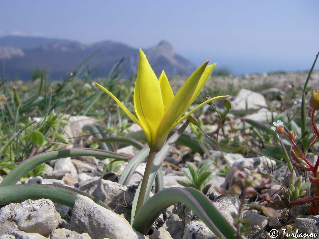 Image of Tulipa sylvestris specimen.