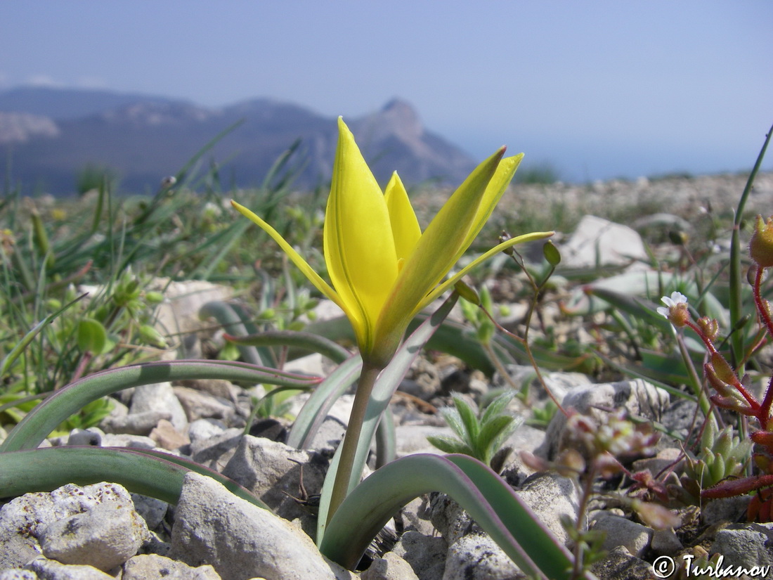 Изображение особи Tulipa sylvestris.