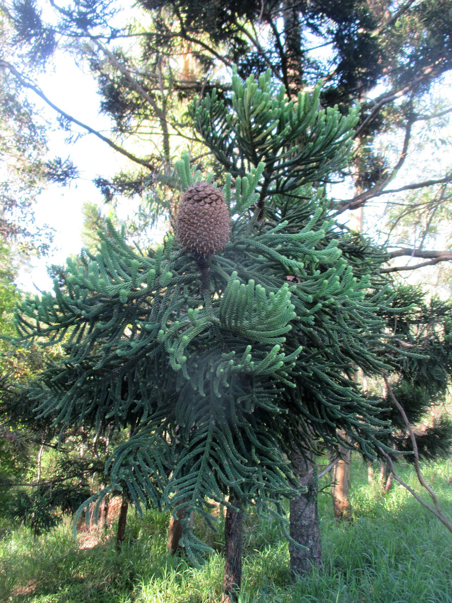 Изображение особи Araucaria cunninghamii.