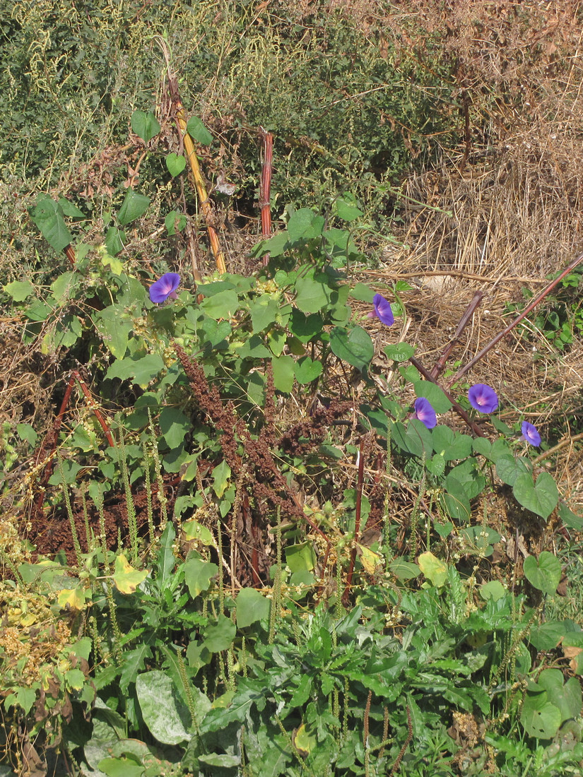 Image of Ipomoea purpurea specimen.