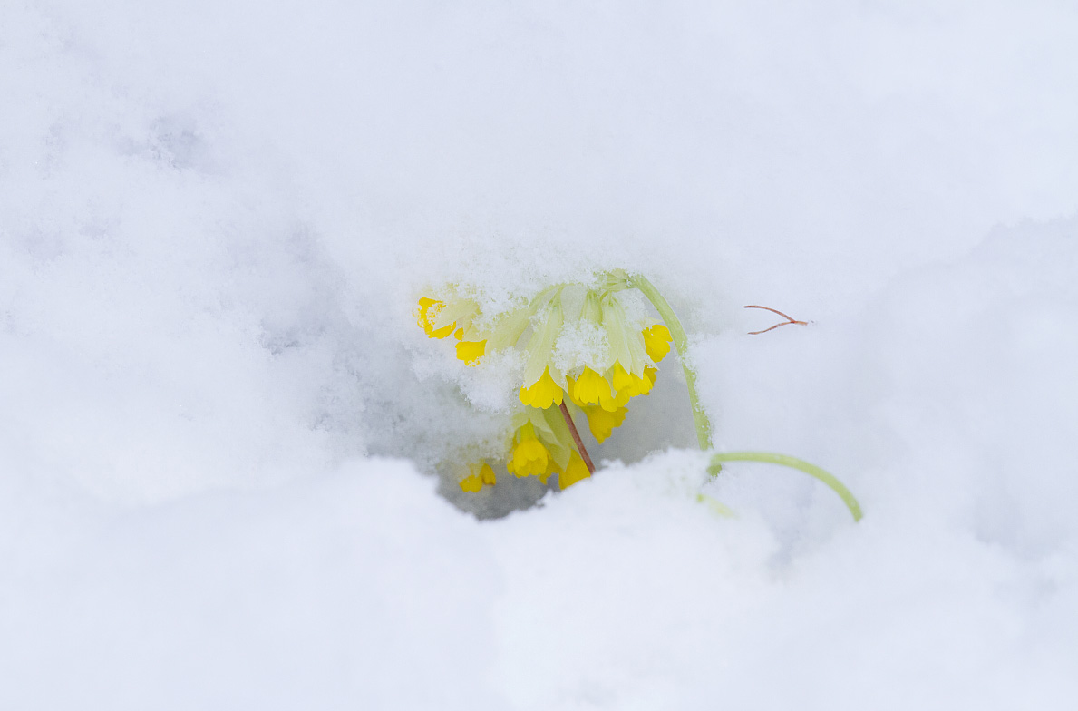 Image of Primula macrocalyx specimen.