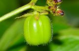 Jatropha gossypiifolia. Созревающий плод. Израиль, впадина Мёртвого моря, киббуц Эйн-Геди. 25.04.2017.