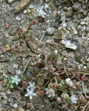 genus Sedum. Цветущее растение. Испания, Центральная Кордильера, нац. парк Сьерра-де-Гуадаррама, гранитный массив La Pedriza, гора El Yelmo, ок1650 м н.у.м. Июль.