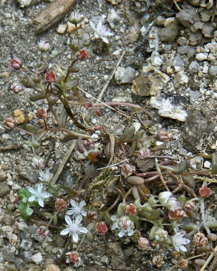 Изображение особи род Sedum.