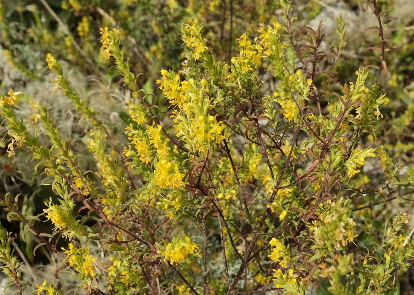 Image of Orthanthella lutea specimen.