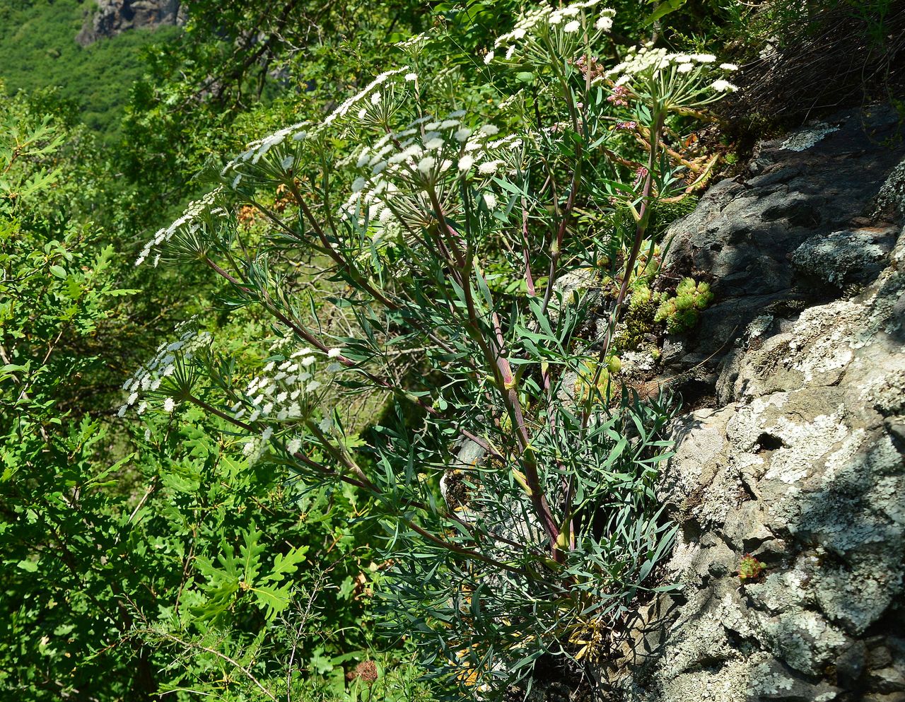 Image of Seseli petraeum specimen.