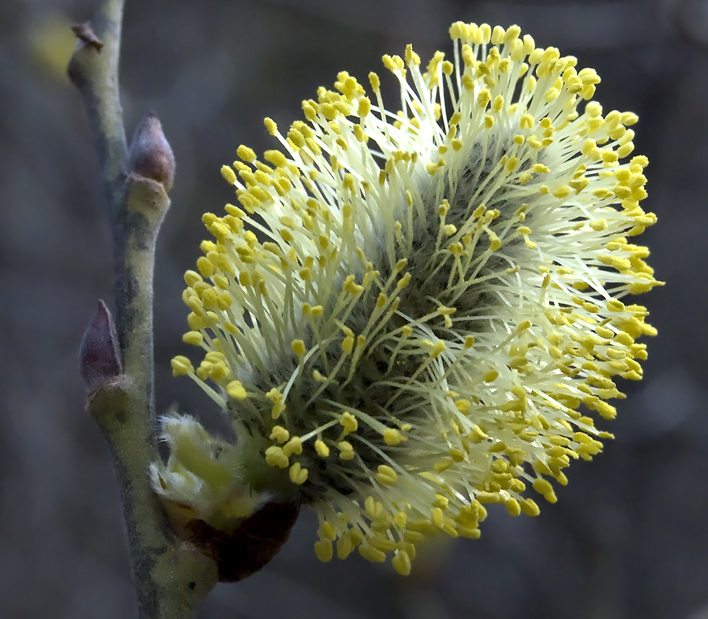 Image of Salix cinerea specimen.