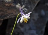 Aquilegia vicaria
