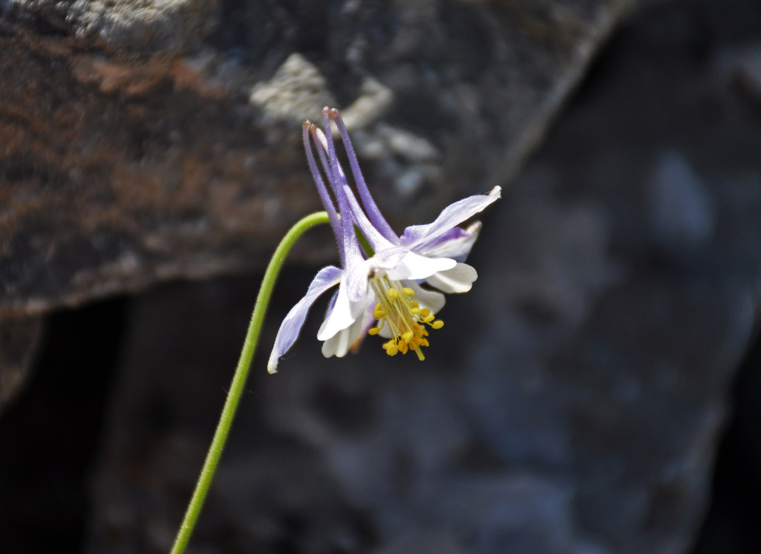 Image of Aquilegia vicaria specimen.