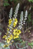 Verbascum formosum. Соцветия с цветками и бутонами. Грузия, Кахетия, окр. г. Кварели, монастырь Некреси, обочина дороги у скального обрыва. 04.05.2017.