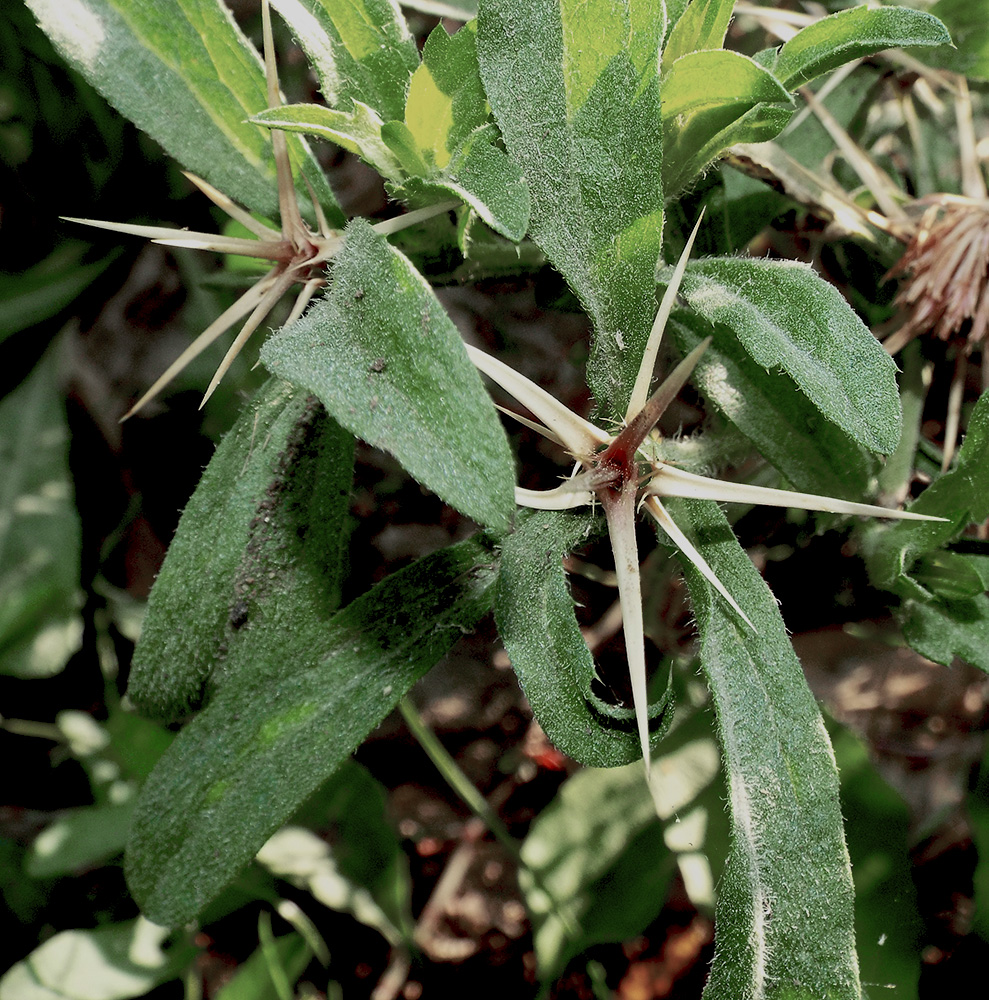 Image of Centaurea iberica specimen.