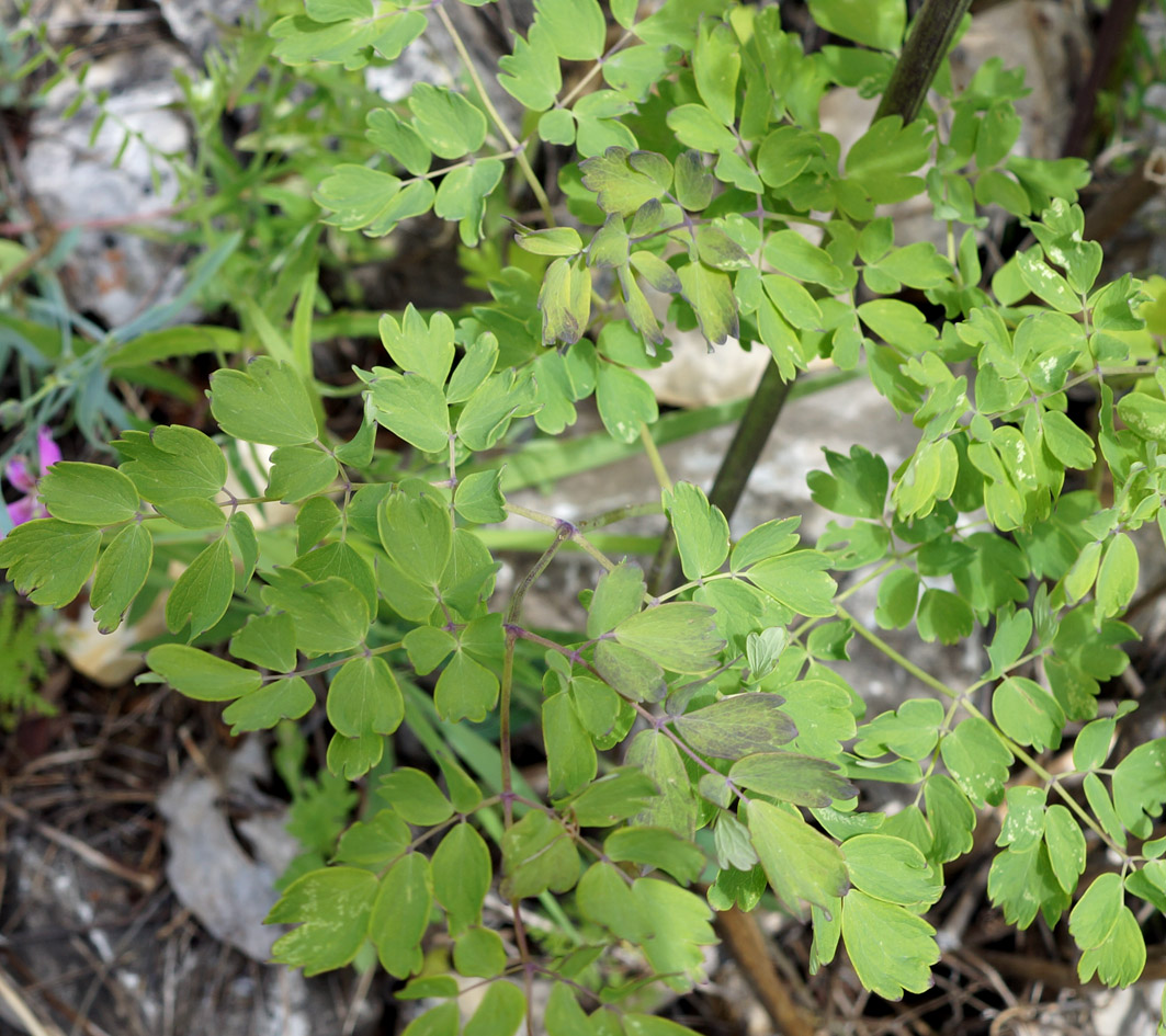 Изображение особи Thalictrum contortum.