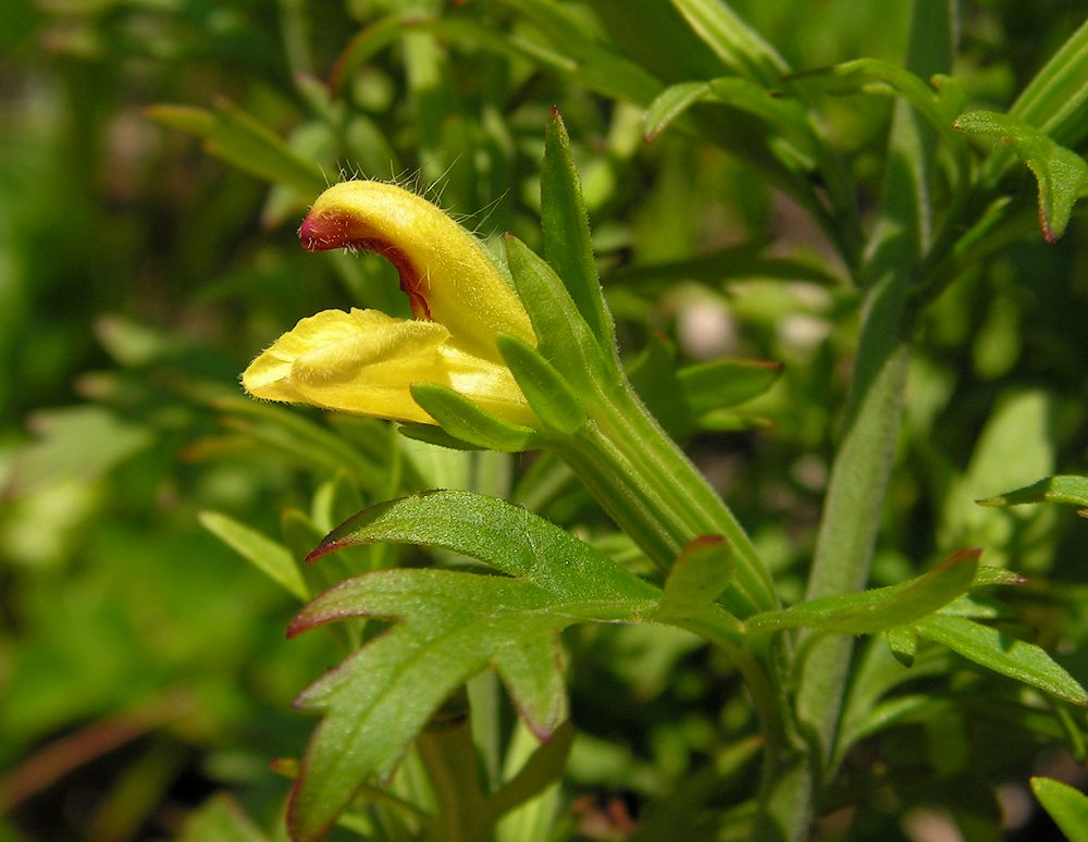 Изображение особи Siphonostegia chinensis.